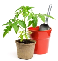 Plastic Bags as Planter Fillers